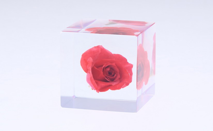 バラの sola cube