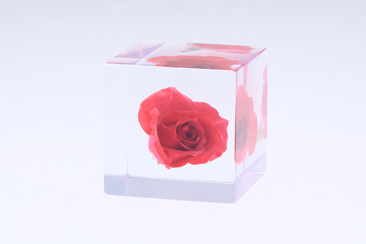 sola cube バラ