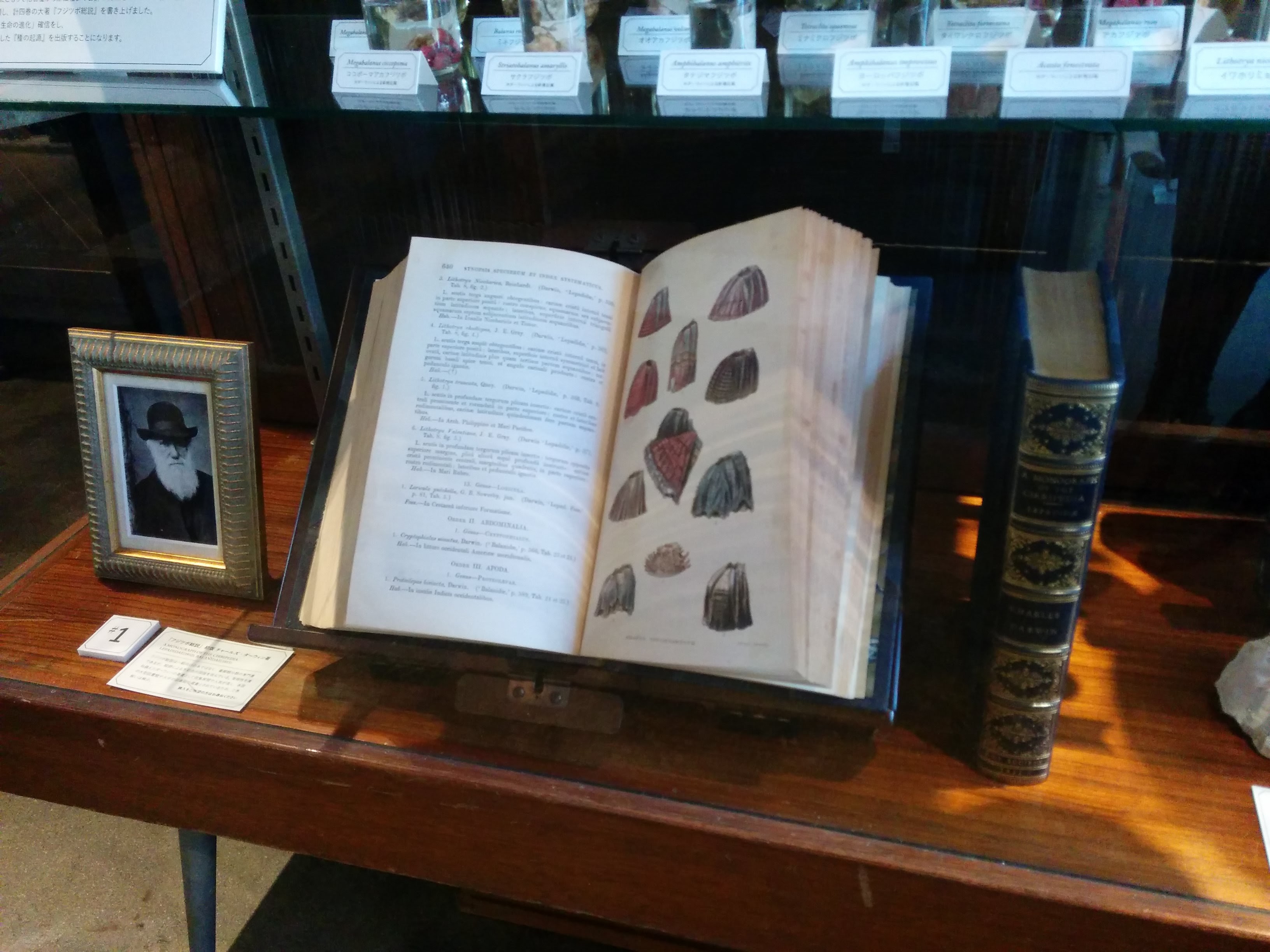 ウサギノネドコで展示中の『フジツボ総説』全4巻中の2冊。