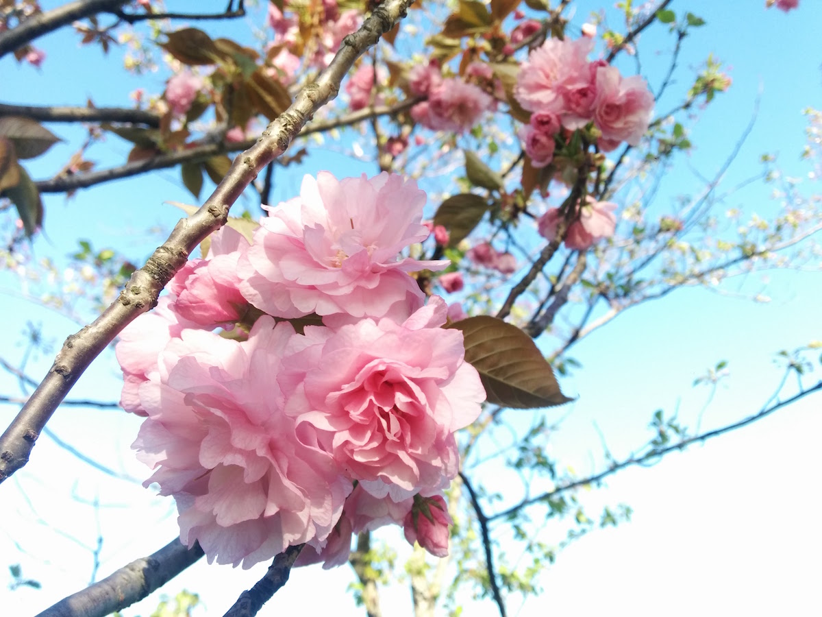 岡崎公園の八重桜