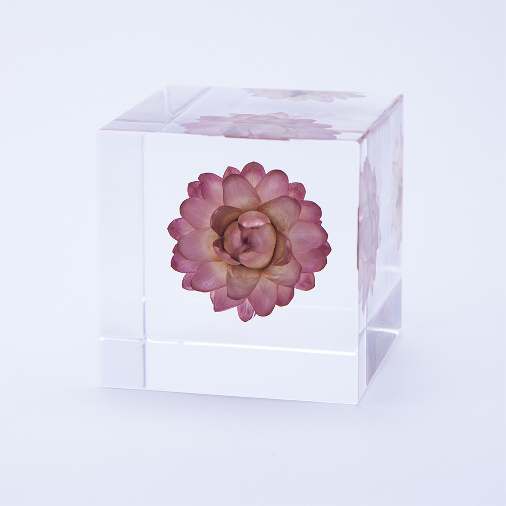 Products | Sola cube | Usagi no Nedoko